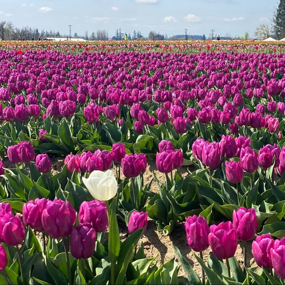 Meet your Posher, Heather - Picture 1 of 1